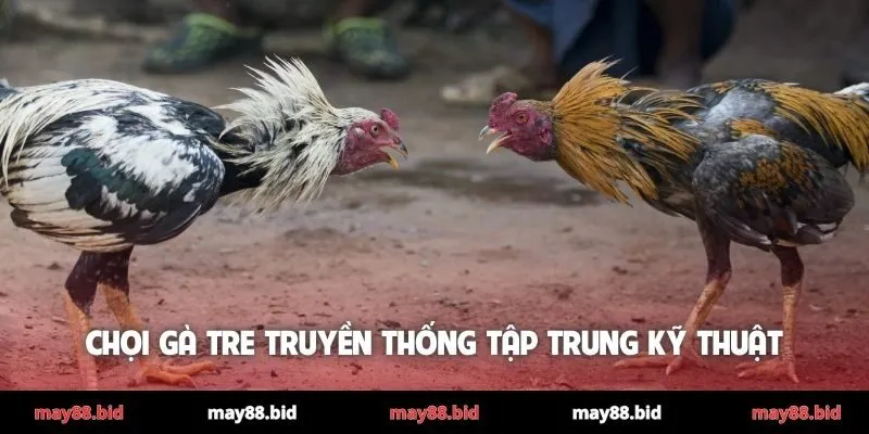 Chọi gà tre truyền thống tập trung kỹ thuật