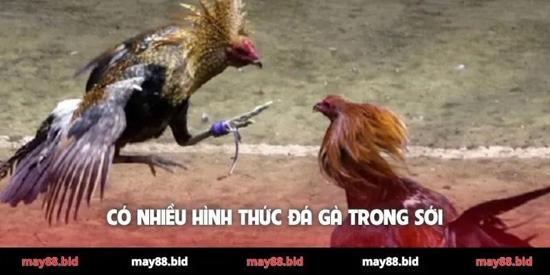 Có nhiều hình thức đá gà trong sới