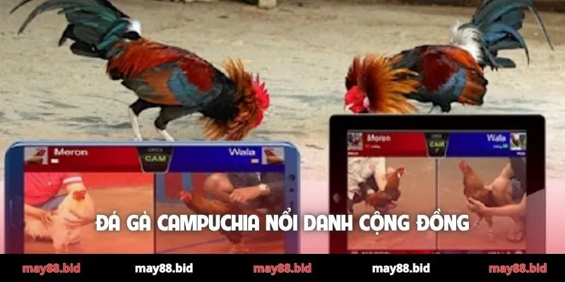 Đá gà Campuchia nổi danh cộng đồng