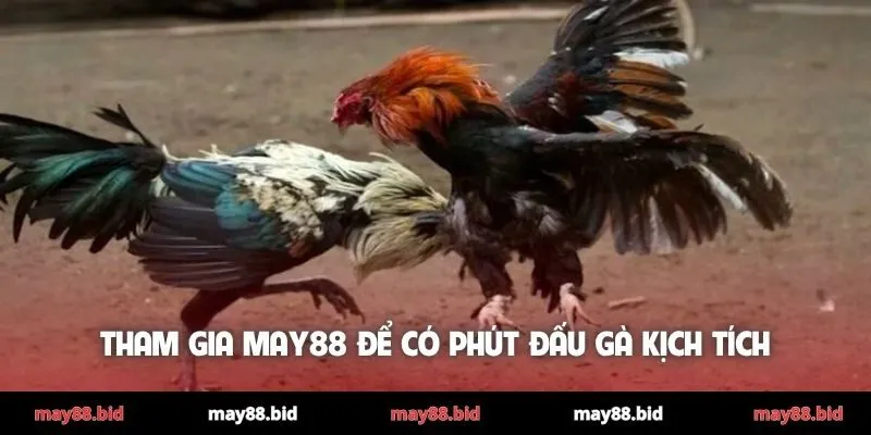 Tham gia MAY88 để có phút đấu gà kịch tích